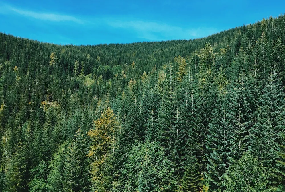 SEO Evergreen Content