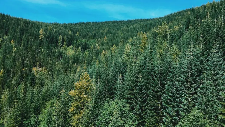SEO Evergreen Content